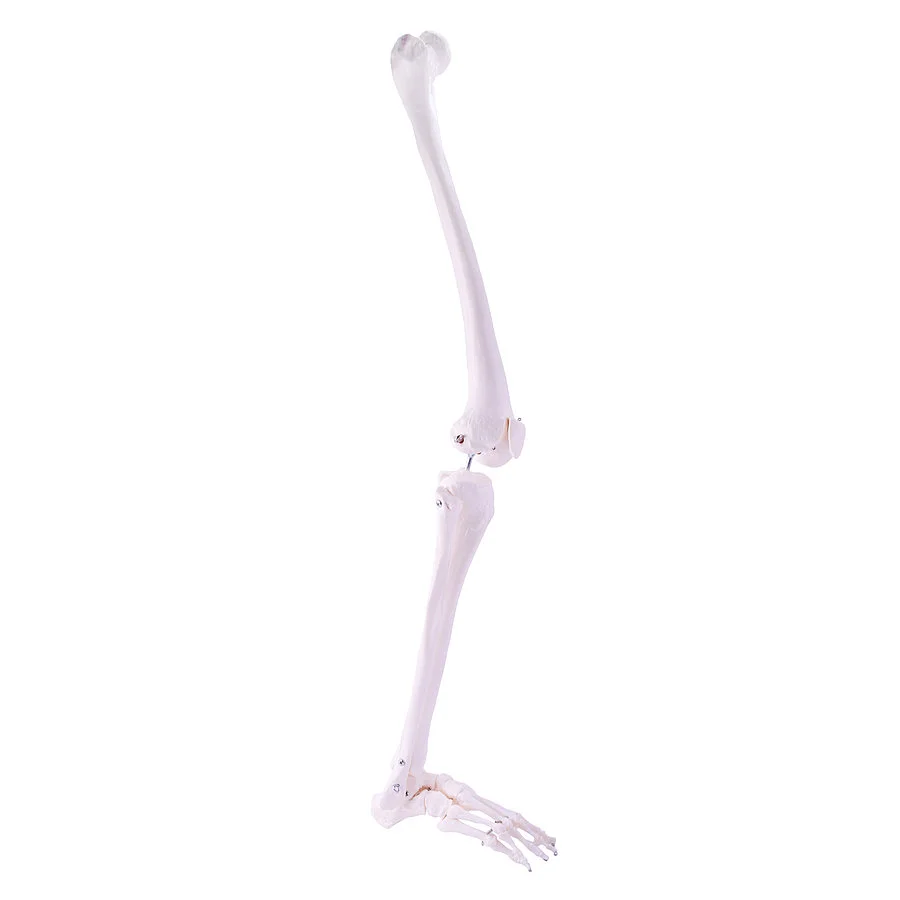 csm 139152 HeineScientific Beinskelett 1 2098b3d879