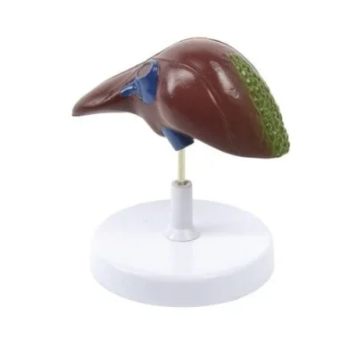 heinescientific modell lebererkrankungen 134012 1