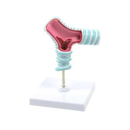 heinescientific modell luftroehrengabel 134011 1