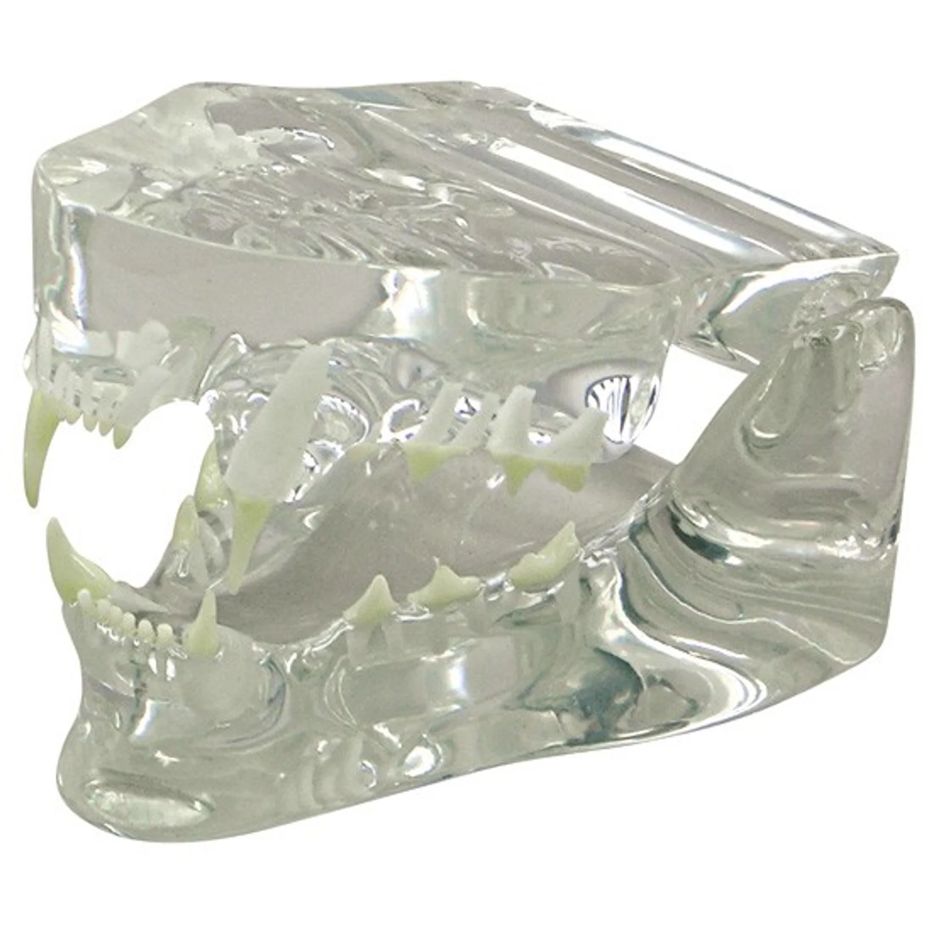 img vet 9191 transparent feline jaw 23827